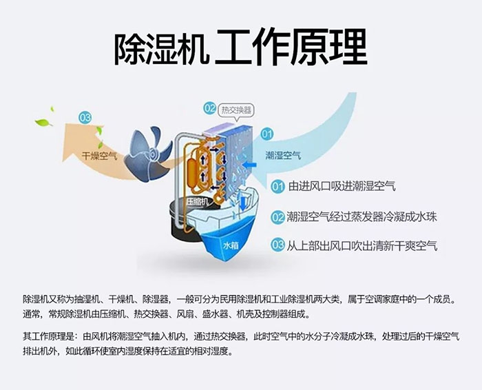 潮濕天氣狗最容易患上這種毛??！三個注意事項，鏟屎官一定要看看