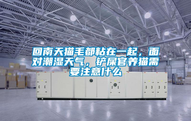 回南天貓毛都粘在一起，面對潮濕天氣，鏟屎官養(yǎng)貓需要注意什么