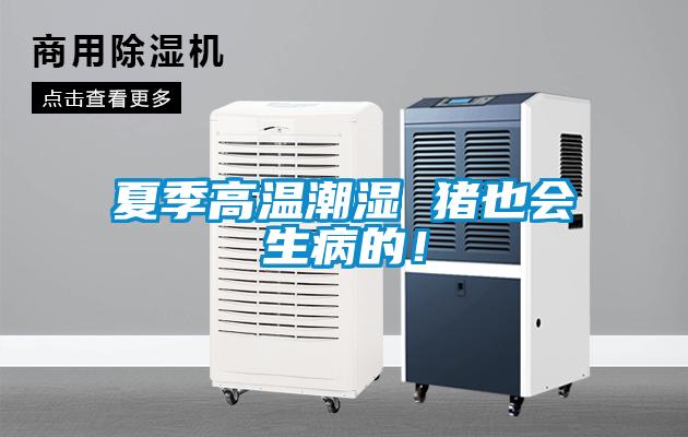 夏季高溫潮濕 豬也會(huì)生病的！