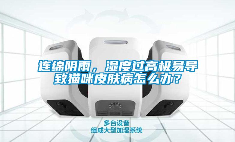 連綿陰雨，濕度過高極易導(dǎo)致貓咪皮膚病怎么辦？