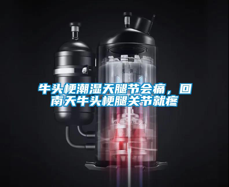 牛頭梗潮濕天腿節(jié)會(huì)痛，回南天牛頭梗腿關(guān)節(jié)就疼