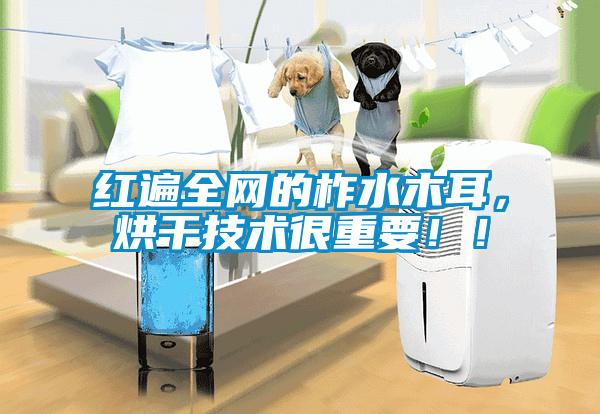 紅遍全網(wǎng)的柞水木耳，烘干技術(shù)很重要??！